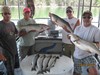 (08/13/2015) - Nice Striped Bass